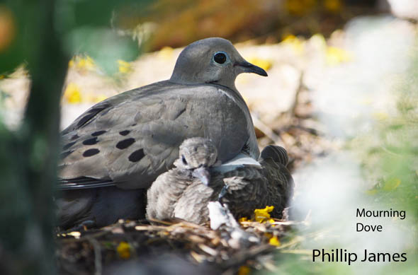  Mourning dove